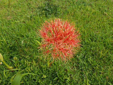 red fire ball plant from Puerto Rico