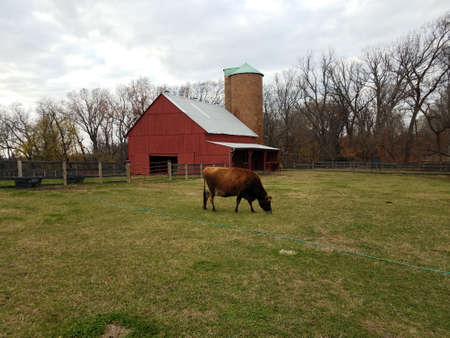 red barn with silo and cow grazing on grass or lawn on farmの写真素材