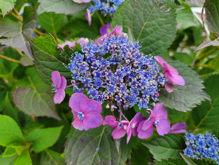 blue and purple flower petals on hydrangea plantの写真素材