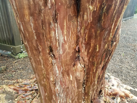 tree trunk with odd brown pattern and texture