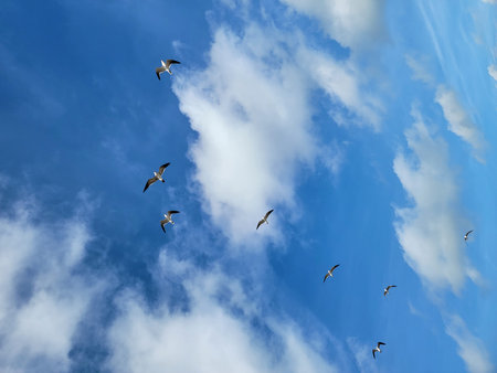 Seagulls Soaring in a Blue Sky with Cloudsの写真素材