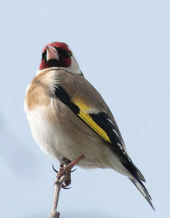 wild bird carduelis carduelis on top of a branchの写真素材
