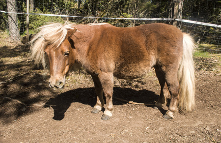 Beautiful sorrel horse standの写真素材