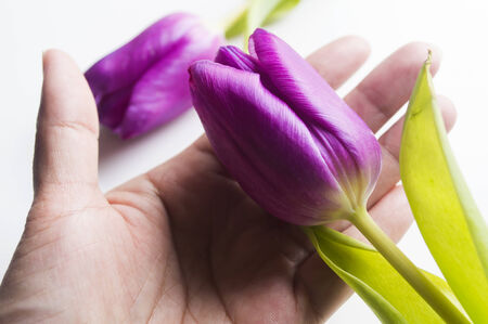 Purple tulip in hand on white backgroundの写真素材
