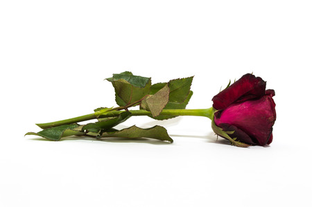 Red rose on white backgroundの写真素材