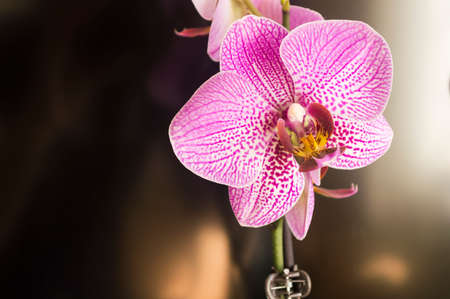 orchid on black backgroundの写真素材