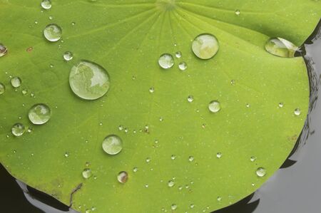 Water droplets on Lotus leafの写真素材