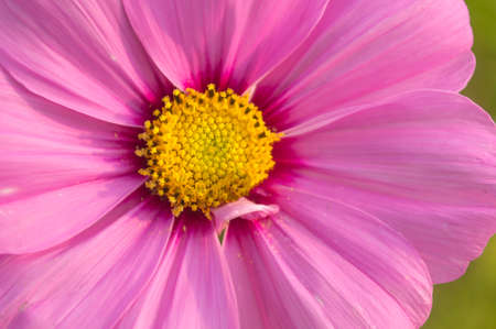 Close up Pink cosmos flowerの写真素材