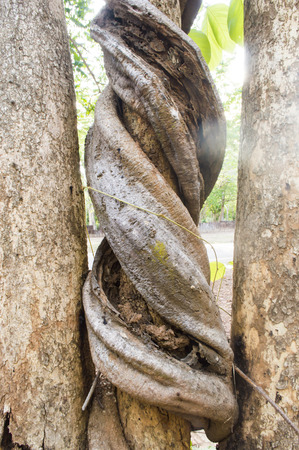 twisted rootsの写真素材