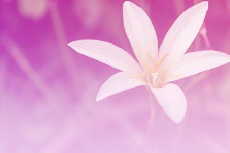 White zephyranthes flowers. Rain Lily. color filter.の写真素材