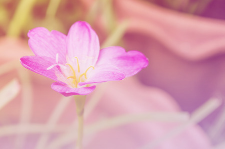 Closeup Zephyranthes Amarylieaceae Rain Lily beautiful blooming in garden Thailand, soft focusの写真素材