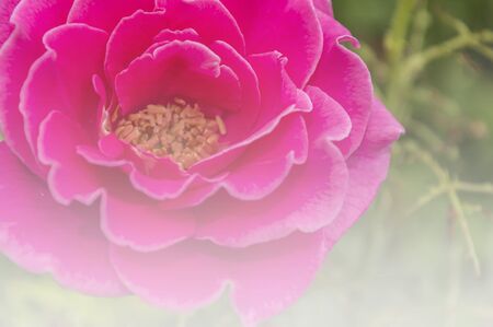 pink rose in soft light background