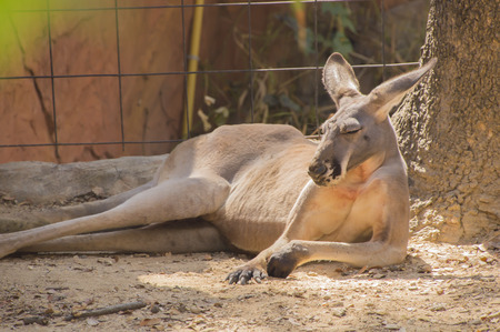 Kangaroo relaxingの写真素材
