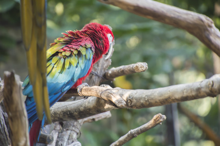 Colourful parrot bird sitting on the perchの写真素材