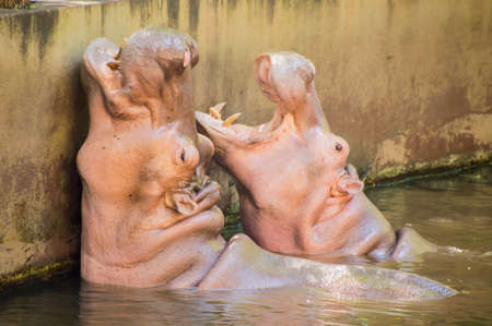 Hippopotamus showing huge jaw and teethの写真素材