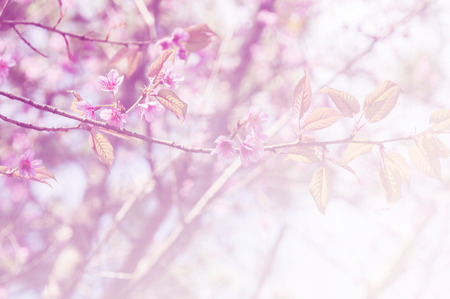 sakura, the famouse flower of Thailand