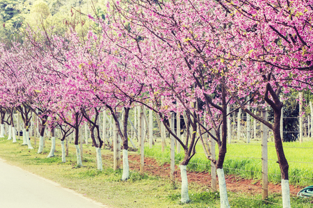 Pink sakura with beautiful road Doi Ang Khang, Chiang Mai , Thailand. Soft light Vintage.の写真素材