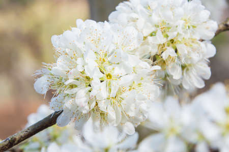 Flowers of cherry - isolated over whiteの写真素材