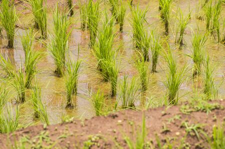 Rice Terraces at Ban Papongpieng Chiangmai Thailandの写真素材