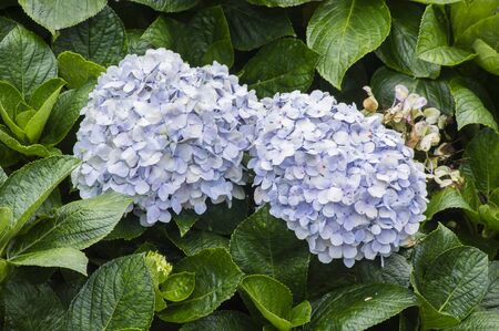 Mophead Hydrangea - Hydrangea macrophylla 'Endless Summer'