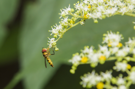 Bee on a white flowerの写真素材