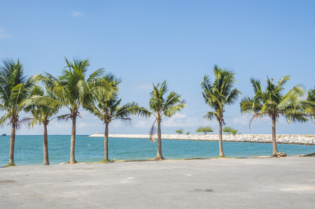 palm and beachの写真素材