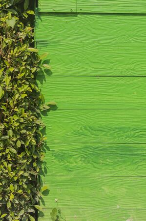 Green wood and Green leaf texture,Background.の写真素材