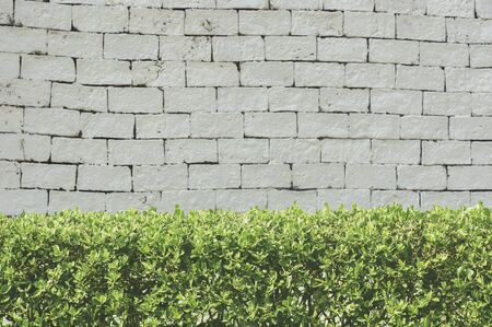 Bushes fence on white brick background.の写真素材