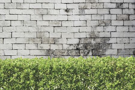 Bushes fence on white brick background.の写真素材