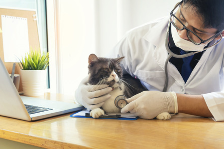 Veterinarian with stethoscope examining white persian cat at office close up.の写真素材