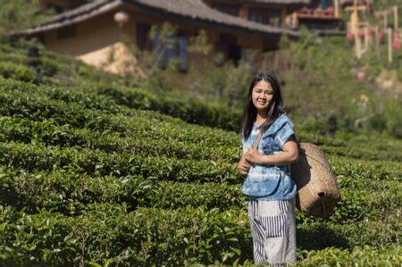 Women hill tribe farmer standing in Green tea field in Mea Hong Son,Thailand.の写真素材