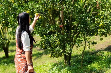 Young Asian woman farmer standing while Side view of young woman holding orange fruit on field....
