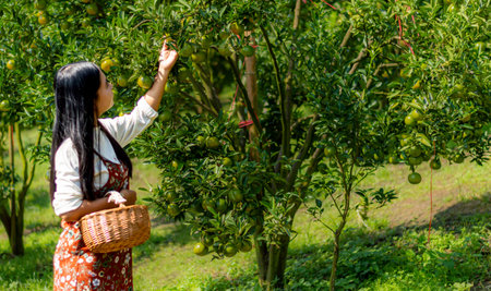 Young Asian woman farmer standing while Side view of young woman holding orange fruit on field. Female farm owner working and harvesting orange fruit in the garden green farm. Womaの写真素材