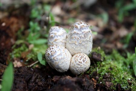 round mushroomsの写真素材