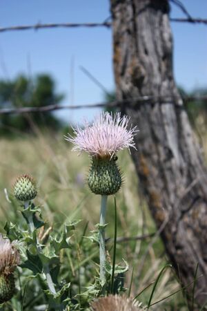 Cactus plant by fence.の写真素材
