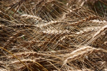 A close up of a wheat field.