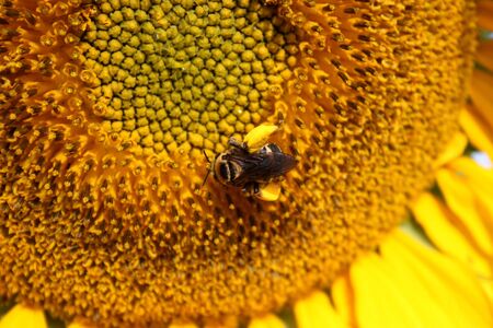 A bee on a sunflower closeup.の写真素材