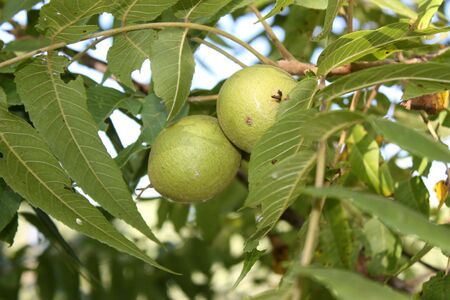 Walnuts growing on a walnut tree with leaves.