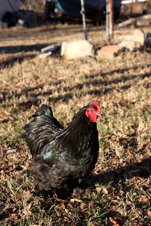 A Banny Rooster in a yard  .の写真素材