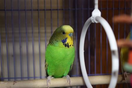 A Parakeet sitting on a wooden bar in his cage waiting for food