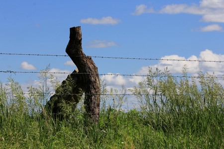 Kansas Barb wire fence with blue sky and grass, with a wooden post,and stone post north of Lucas Kansas USA out in the Country.の写真素材