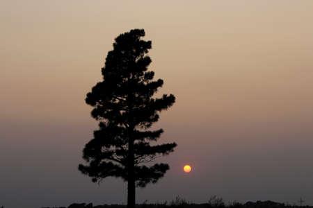 A shot of a Pine tree that's a silhouette west of Lyons Kansas USA out in the country with a Smokey Sky at Sunset. That's bright and colorful with the Sun being yellow.の写真素材