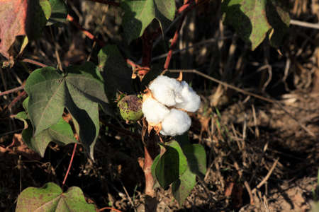Cotton shot closeup in a farm field west of Nickerson Kansas USA with green leave's and cotton pods...