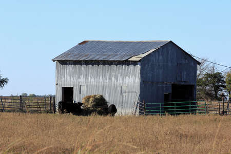 A shot of a shed with metal siding and roof with black Cow's in the corral. With a Soybean field...