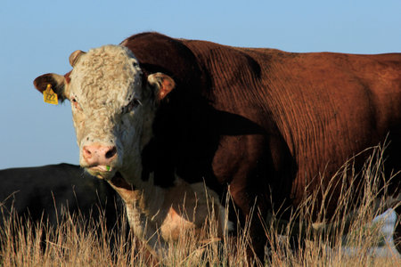 A Hereford Bull shot closeup that's bright and colorful with blue sky that was in a pasture north of...