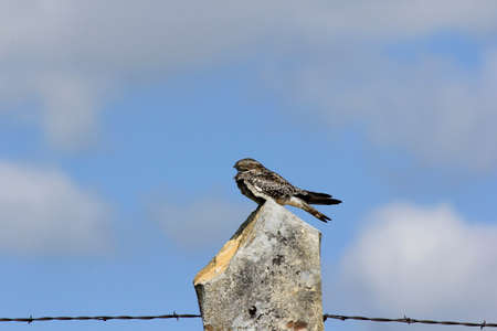 A closeup shot of a Night Hawk sleeping on top of a Stonepost with barbwire, blue sky, and white...