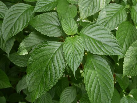 Leaf