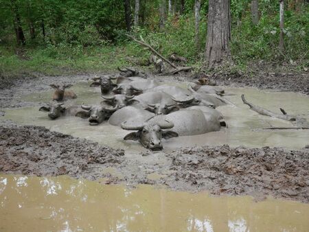 Buffalo in the mudのeditorial素材