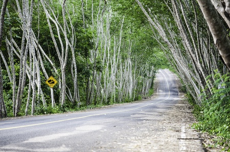 Street trees の写真素材