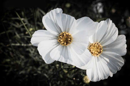 flower on black flower designの写真素材
